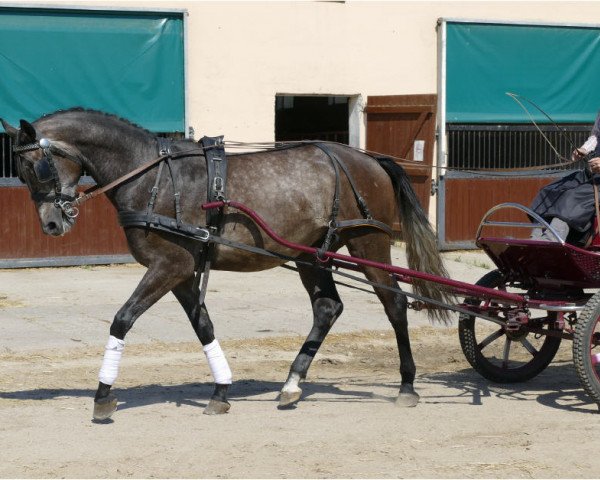 horse Kiss Orlow (Trakehner, 2017, from IS Orlow ox)