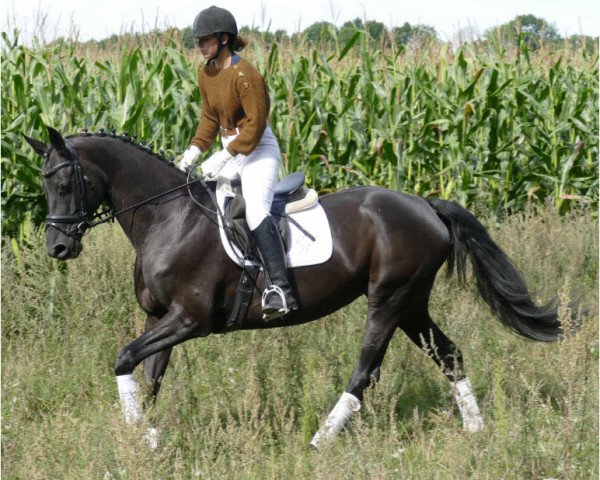 horse Lara (Lithuanians Warmblood, 2011, from Chemborg)