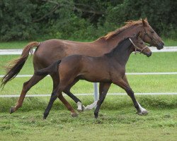 horse Danciralight (Westfale, 2020, from Dancier Gold FRH)