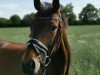 dressage horse Solero 106 (Oldenburg, 2008, from Sunny-Boy)