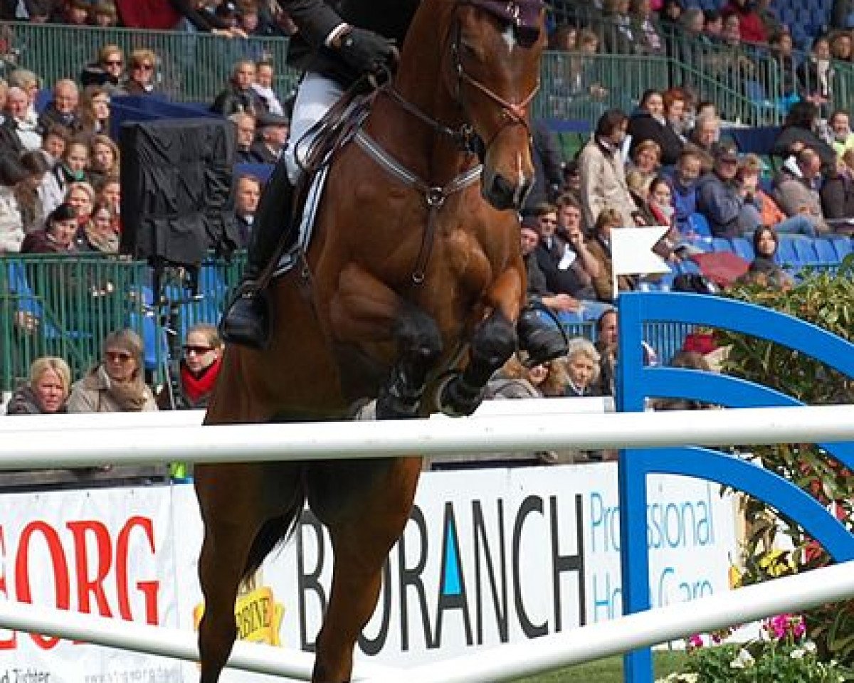 jumper Apache (Selle Français, 1999, from Mezcalero)