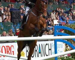 Springpferd Apache (Selle Français, 1999, von Mezcalero)