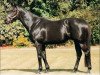 stallion Centaine xx (Thoroughbred, 1980, from Century xx)