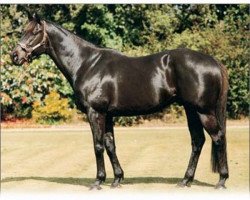 stallion Centaine xx (Thoroughbred, 1980, from Century xx)