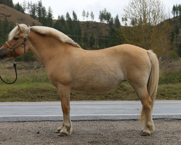 Zuchtstute Ironwood Danne Ekstrom (Fjordpferd, 2005, von Ironwood Blitzen)