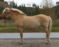 broodmare Ironwood Danne Ekstrom (Fjord Horse, 2005, from Ironwood Blitzen)