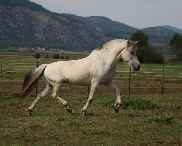 Zuchtstute Ironwood Helena (Fjordpferd, 2005, von Oh Wynn)