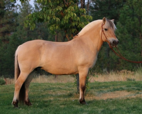 broodmare DHF Lilly (Fjord Horse, 1998, from Montano N.1958)