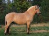 broodmare DHF Lilly (Fjord Horse, 1998, from Montano N.1958)