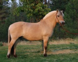 broodmare DHF Lilly (Fjord Horse, 1998, from Montano N.1958)