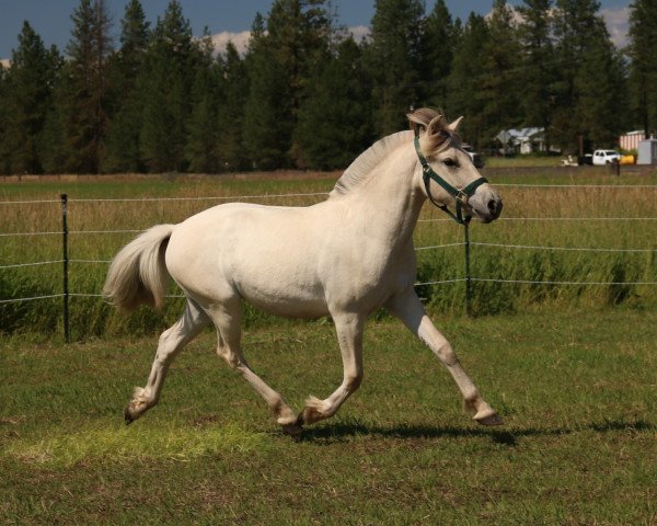 horse DD Jorina (Fjord Horse, 2019, from OFI Siljar)