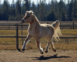 broodmare Havenwood's Jorun (Fjord Horse, 2015, from Anvil's Lyst)