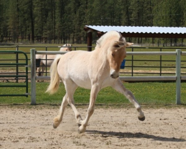 broodmare DD Princessa (Fjord Horse, 2018, from OFI Siljar)