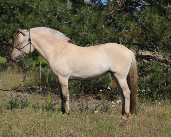 Zuchtstute LVG Faksi (Fjordpferd, 2015, von Prydarson N-98-2625)