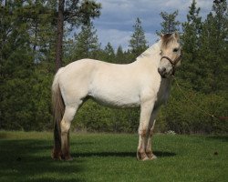 broodmare Kjella (Fjord Horse, 2016, from Silver Flyer)