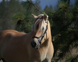 broodmare OFI Ani (Fjord Horse, 2008, from Peppertree's Christian)