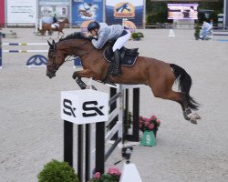 Springpferd Moonjumper vd Vlasbloemhoeve (Belgisches Warmblut, 2012)