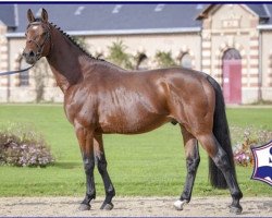 stallion Furtif des Tunes (Selle Français, 2015, from Urano de Cartigny)