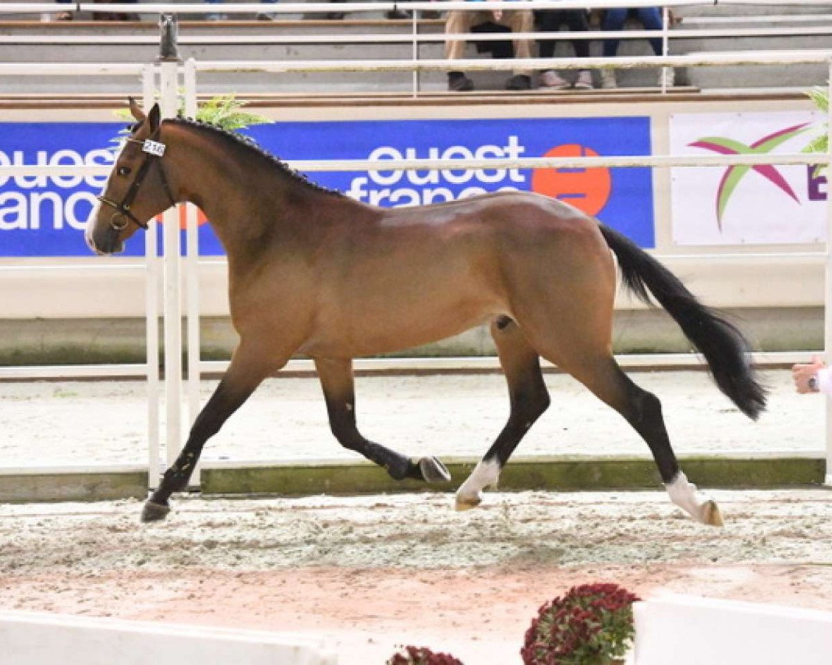 stallion Full Option du Borget (Selle Français, 2015, from Vigo d'Arsouilles)