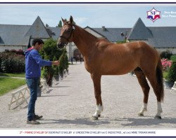 stallion Franc d'Helby (Selle Français, 2015, from Gerfaut d'Helby)