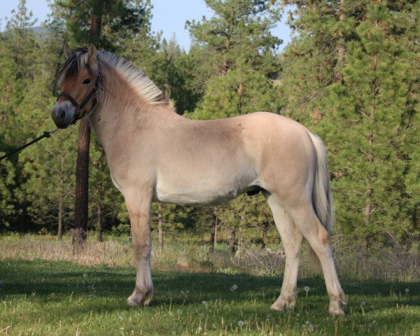 Pferd DD Satchmo (Fjordpferd, 2018, von OFI Siljar)