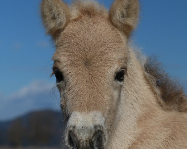 horse DD Kermit (Fjord Horse, 2020, from Tsjalle)