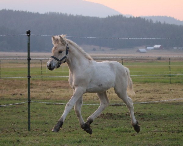 Pferd DD Joline (Fjordpferd, 2020, von Tsjalle)