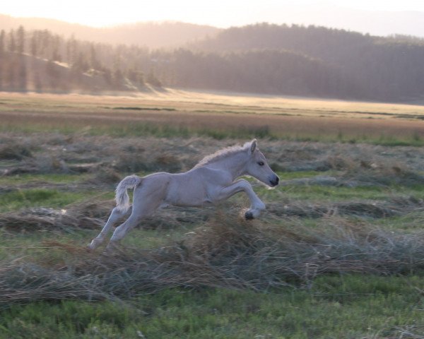 Pferd DD Torben (Fjordpferd, 2020, von Tsjalle)