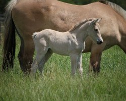 horse DD Tjorn (Fjord Horse, 2019, from Tsjalle)