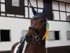 dressage horse Replay K (Westphalian, 2015, from Real Grandios)