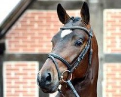 stallion Tiësto VDL (Westphalian, 2011, from Totilas)