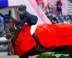 jumper Ivoor van T Paradijs (Belgian Warmblood, 2008, from Quadrillo)