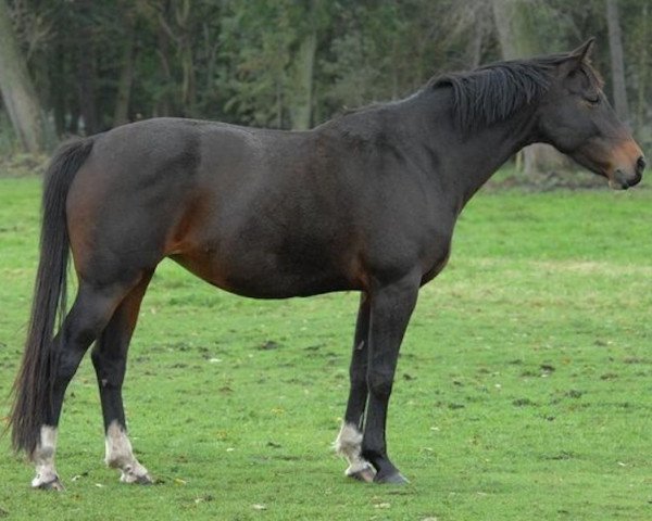 Zuchtstute Nora (KWPN (Niederländisches Warmblut), 1995, von Concorde)