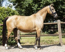 Zuchtstute Barones Corona (Nederlands Rijpaarden en Pony, 2007, von Baron)