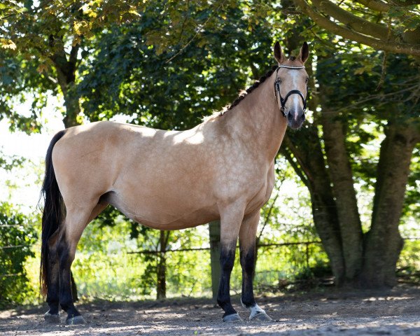 broodmare Barones (Nederlands Rijpaarden en Pony, 2006, from Baron)