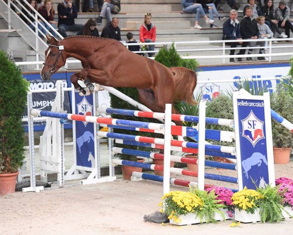 stallion Flash Minotais (Selle Français, 2015, from Qlassic Bois Margot)