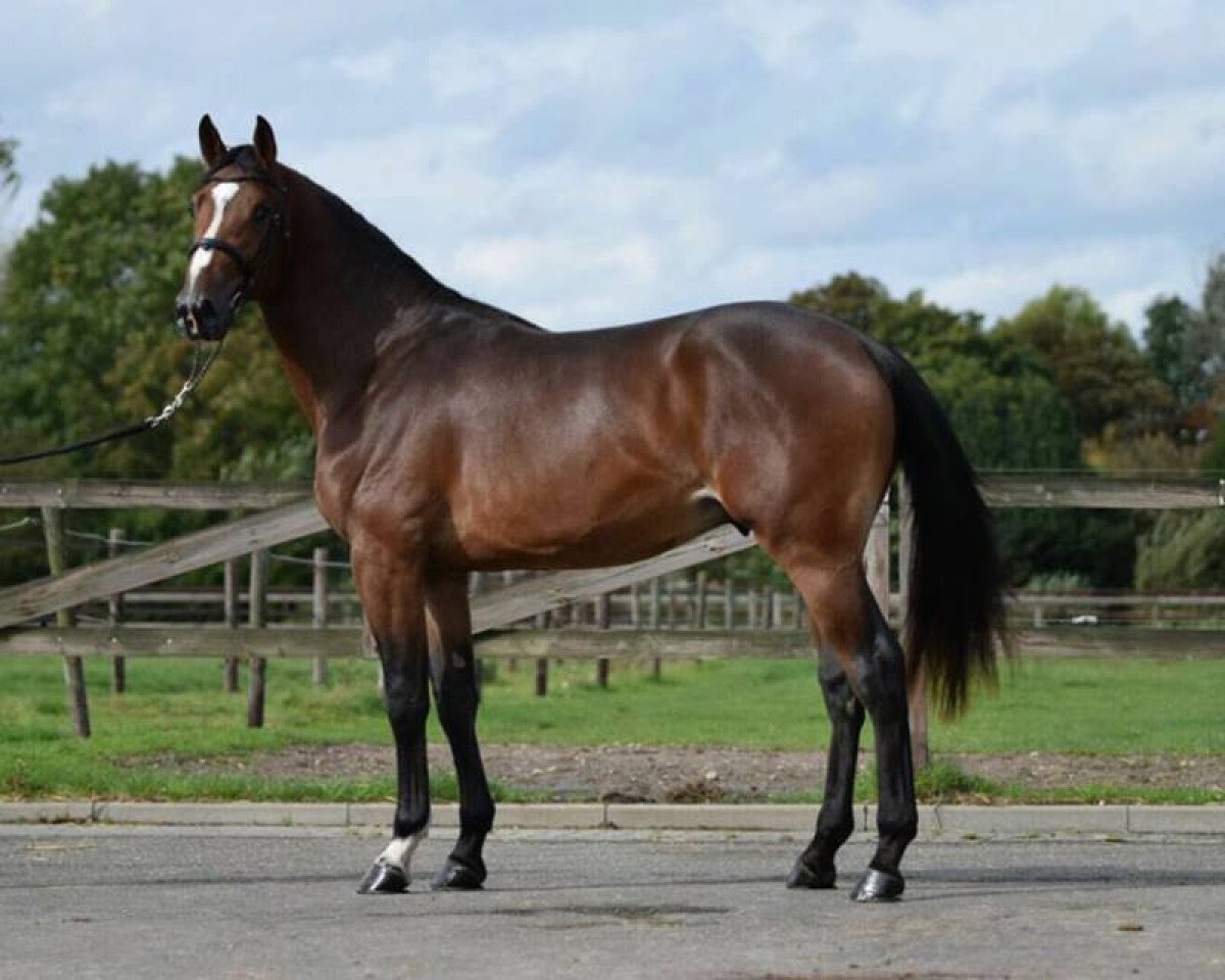 stallion Firenze du Cedre (Selle Français, 2015, from Toulon)
