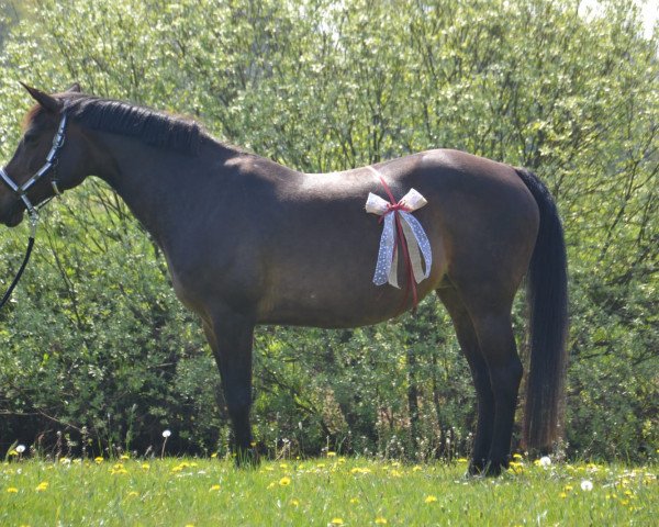 broodmare Palma (German Riding Pony, 2002, from Mambo N)