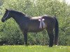 Zuchtstute Palma (Deutsches Reitpony, 2002, von Mambo N)