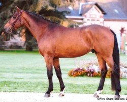 stallion Figaro de Bettegney (Selle Français, 2015, from Orlando van de Heffinck)