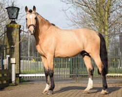 Pferd Baron's Cambaron Tazz (Nederlands Rijpaarden en Pony, 2007, von Baron)