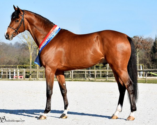 stallion Fibonacci de Lessac HDC (Selle Français, 2015, from Carinjo)