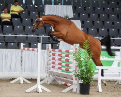 broodmare Poppy Lifton (Hanoverian, 2017, from Perigueux)