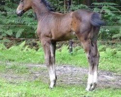 Springpferd Casper Z (Zangersheide Reitpferd, 2020, von Classic Orange Z)