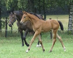 Springpferd Dourkha Z (Zangersheide Reitpferd, 2020, von Dourkhan Hero Z)