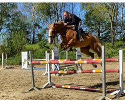 Springpferd Orion ter Doorn (Belgisches Warmblut, 2014, von Elvis Ter Putte)