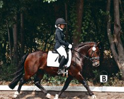 stallion Maltashof Indoctro (Welsh-Cob (Sek. D), 2014, from Llangattock Triple Crown)