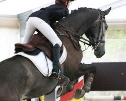 Springpferd Celestino K (Deutsches Sportpferd, 2016, von Ciacomini)