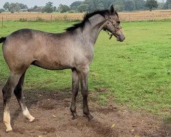 jumper Hengst von Flic en Flac AA (Oldenburg show jumper, 2020, from Flic en Flac Vimaje AA)