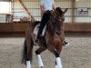 dressage horse Lexandria (Hanoverian, 2014, from Londontime)